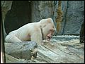 DSCF0142.JPG